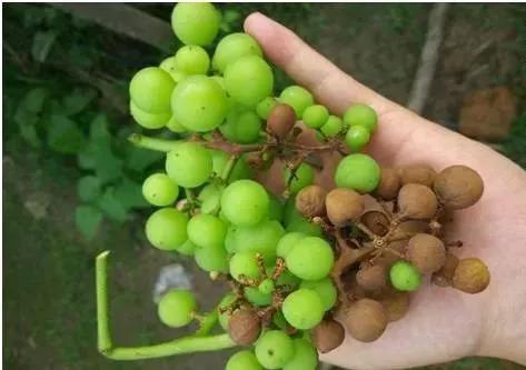 有关葡萄的病症,葡萄新梢病害图谱