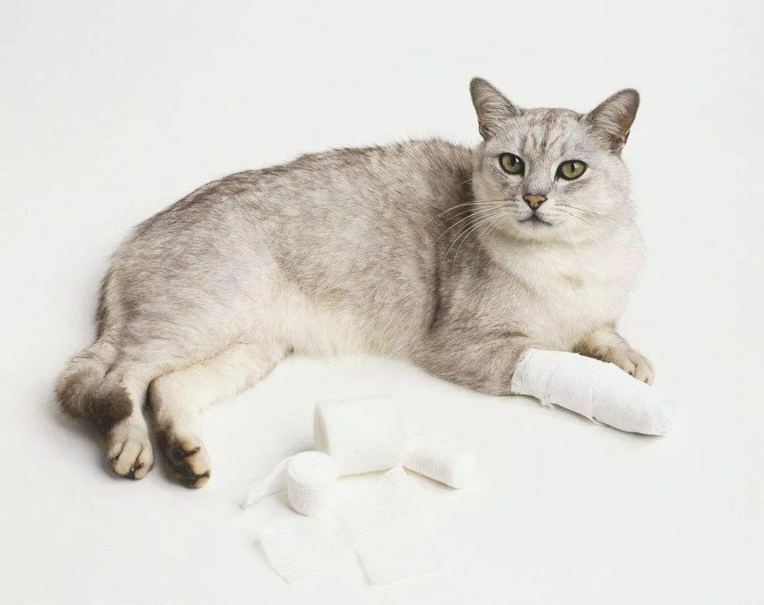 蛆虫救治,没有生命迹象的猫咪被救活