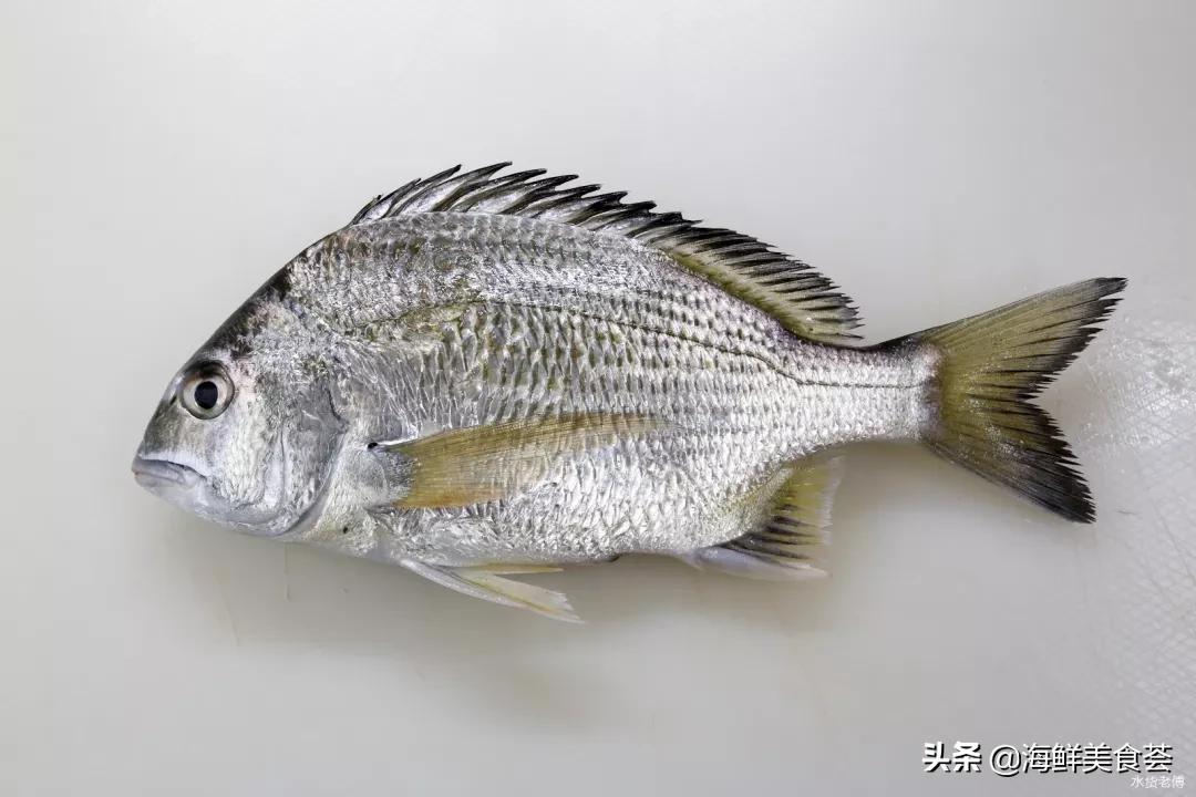 黄翅鱼如何分辨野生和养殖 (怎么看黄翅鱼是不是野生的)