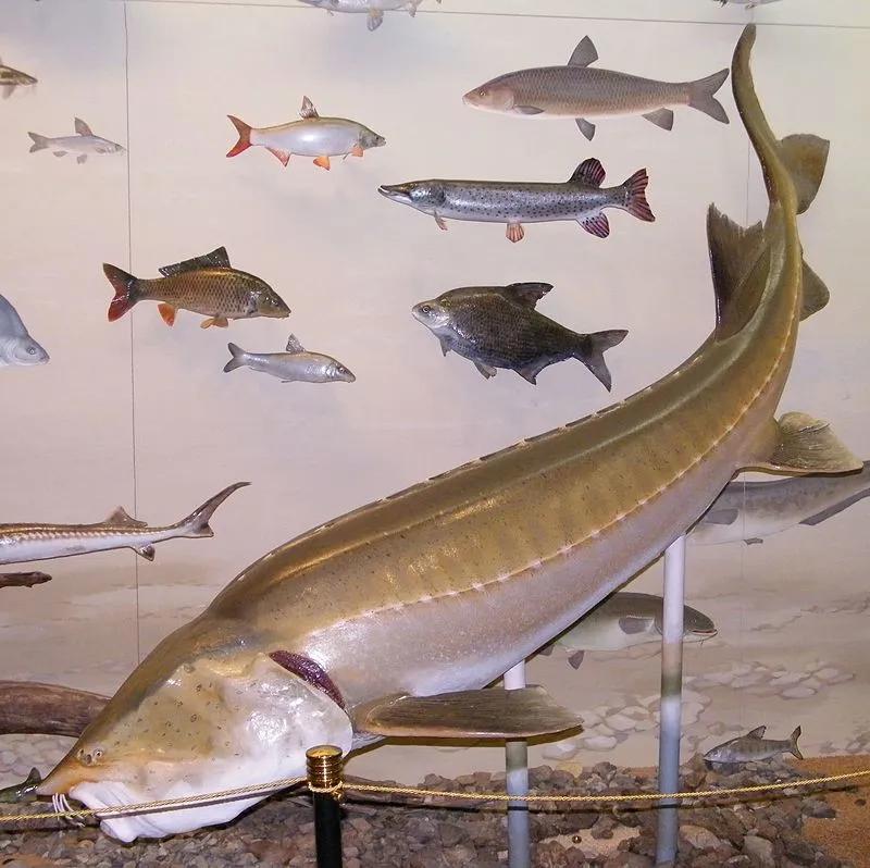 黑龙江里的鳇鱼以什么为食,松花江历史上最大的鳇鱼