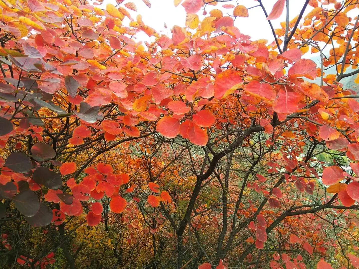 房山药王谷门票,房山药王谷风景区
