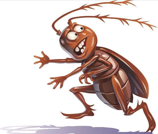 为什么把蟑螂踩死蟑螂会越来越多,涨知识野火烧不尽