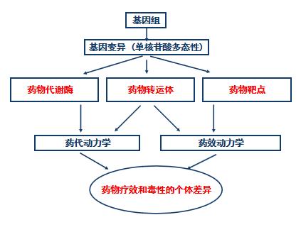儿童精准用药基因检测有必要做吗,抗抑郁精准用药基因检测报告
