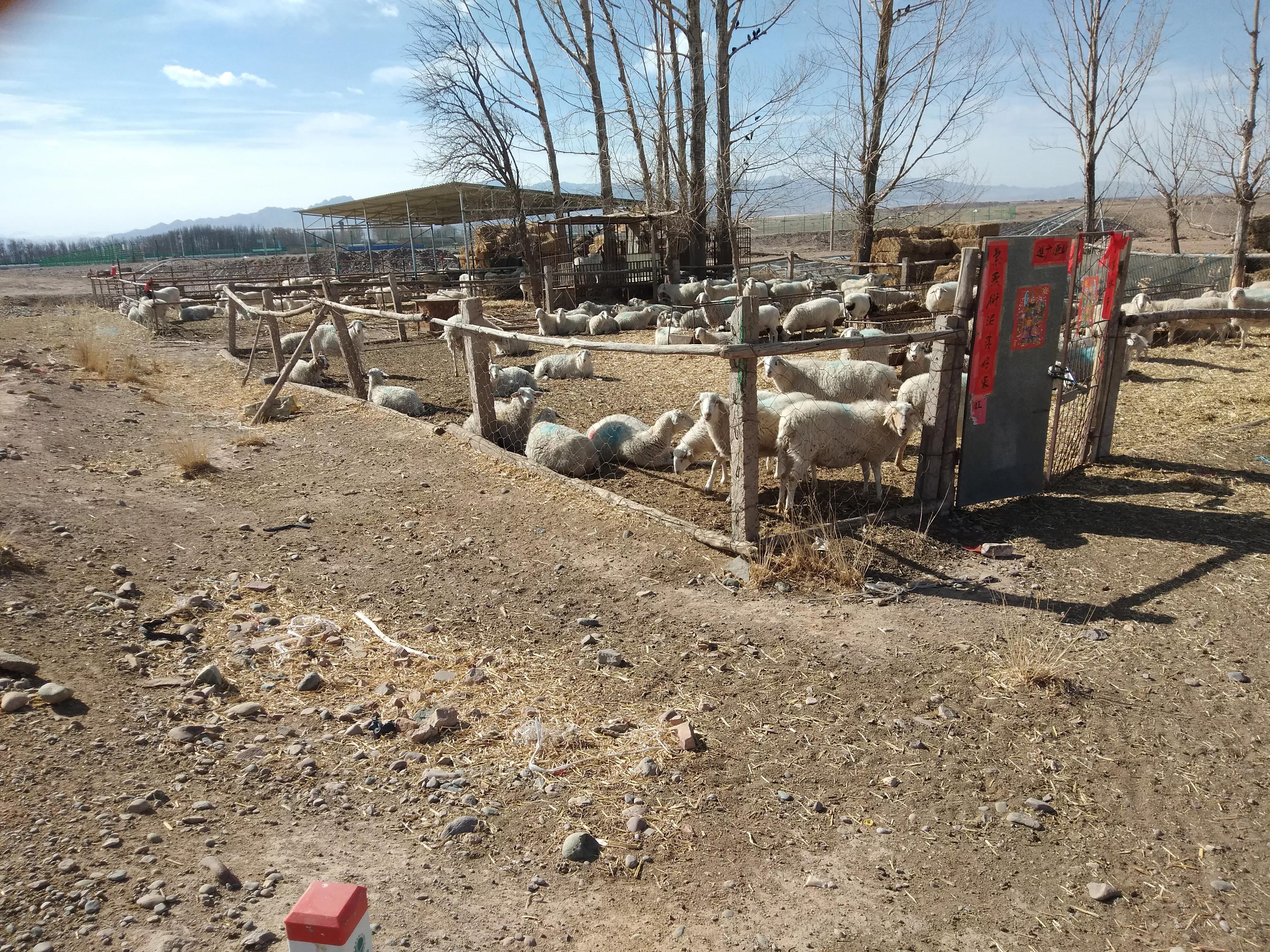 养羊怕换食怎么办,养羊换人换口和换圈什么意思