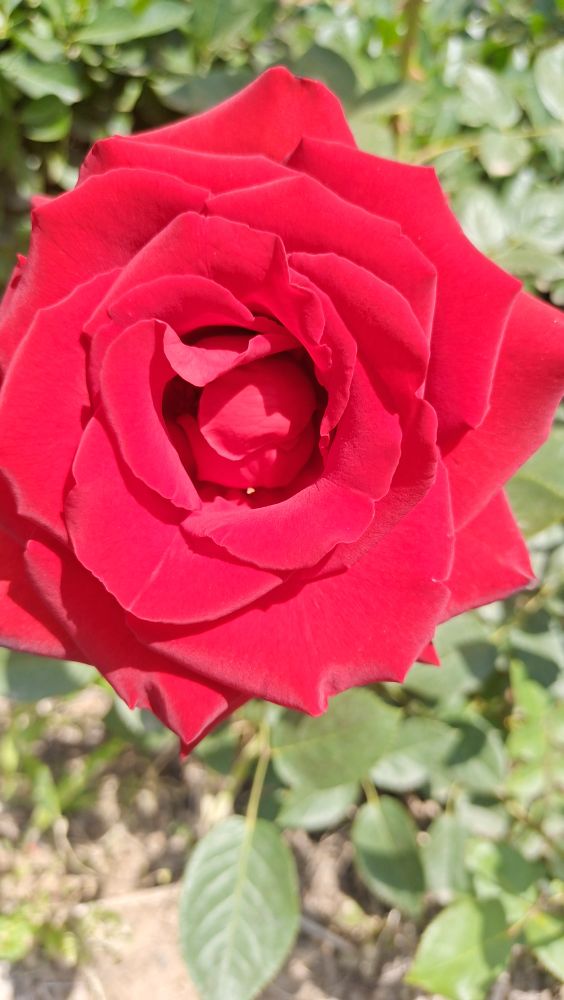 闺蜜的五味人生之双星鞋