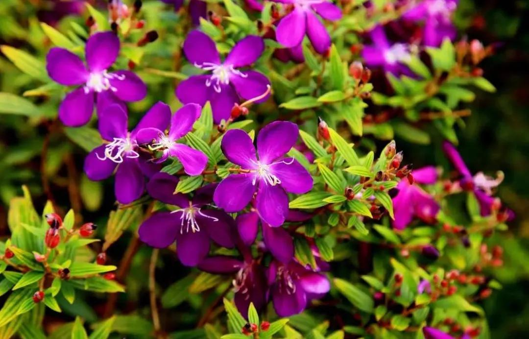 50种·蓝紫色系植物,尊享高贵典雅浪漫的视觉盛宴