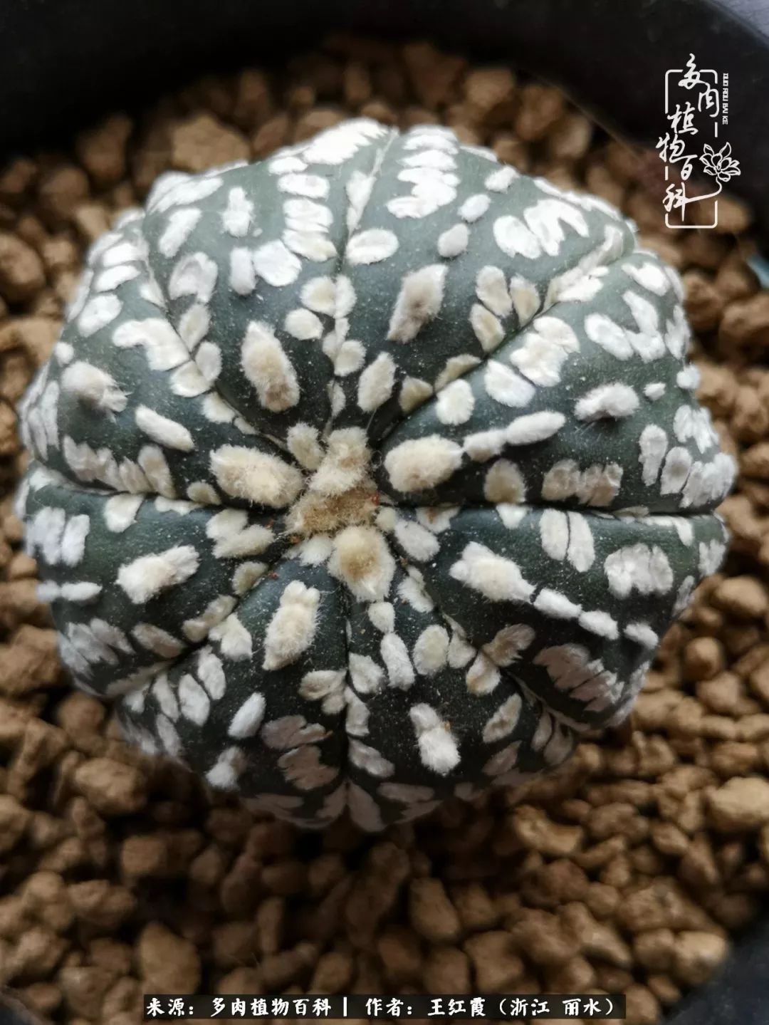 仙人球春天露养条件,仙人球露养条件