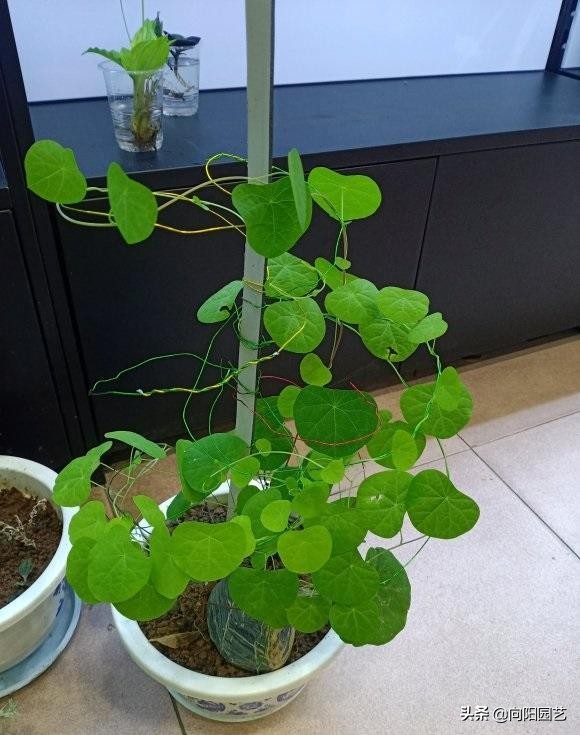 山乌龟养几年开花,养乌龟跟绿萝