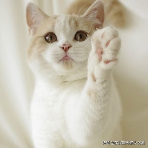 猫咪鼻子上的黑点怎么去掉,猫咪鼻子上有黑痣怎么去掉