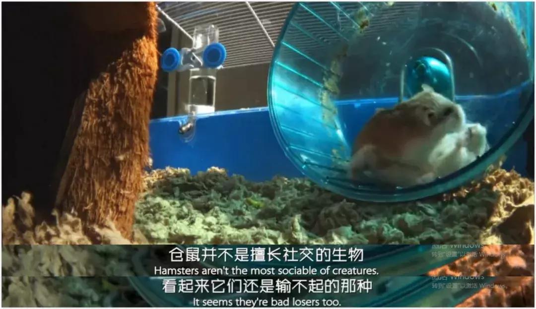 豆瓣9.1，看一次被萌一次，根本顶不住它们的可爱