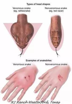 狗狗常见的意外事故及急救方法,狗狗意外伤人怎么治疗