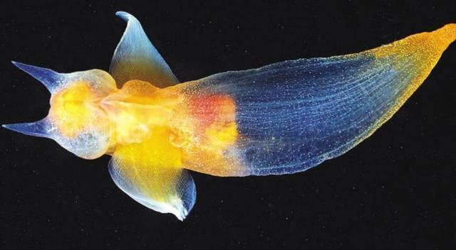 俄潜水员发现“海蝴蝶”，浑身透明如同精灵，嘴里可伸出6条触角