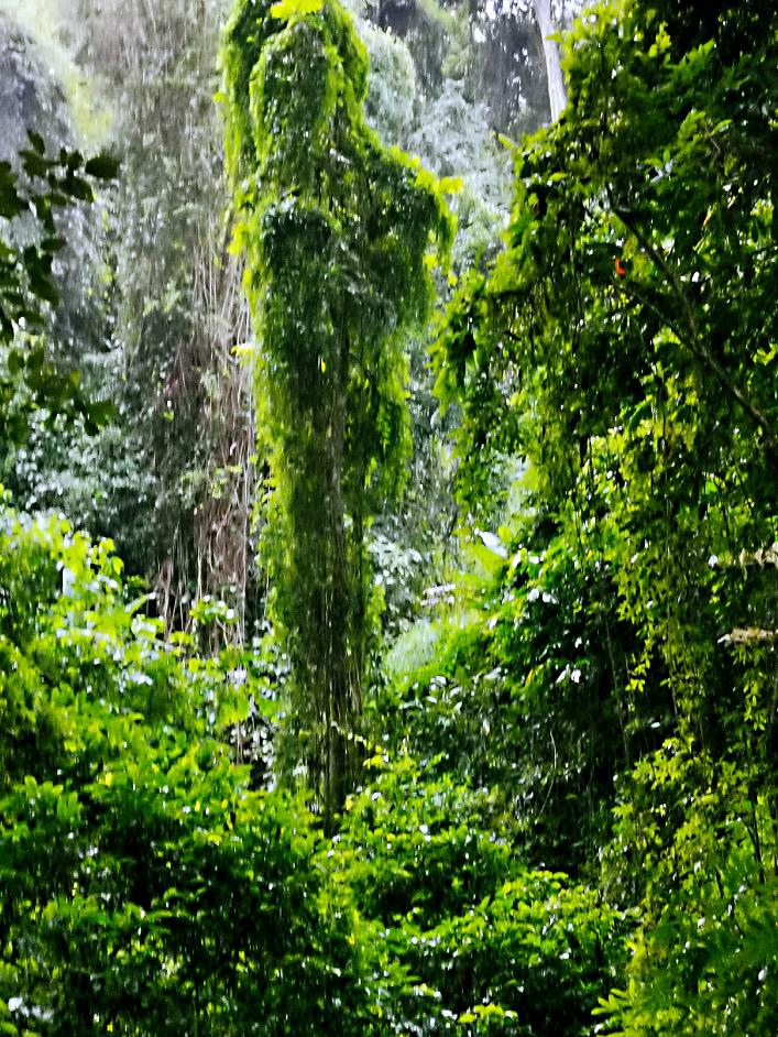 了解西双版纳的风俗和民族文化,西双版纳哈尼族特色民族文化