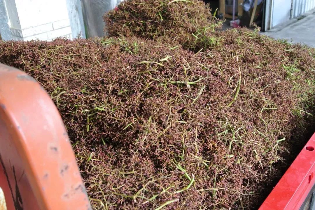 红葡萄酒酿造的一般工艺流程,红葡萄酒一般酿造流程