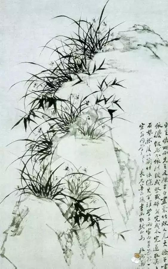 郑板桥画的是兰花还是兰草,郑板桥画的兰