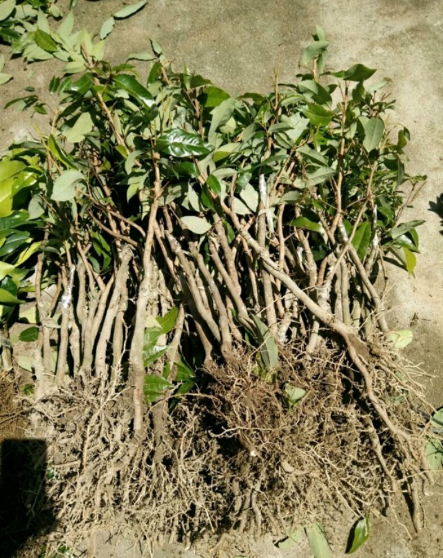 网上买的果苗哪里是假的,为什么网上的果苗一般都是假的