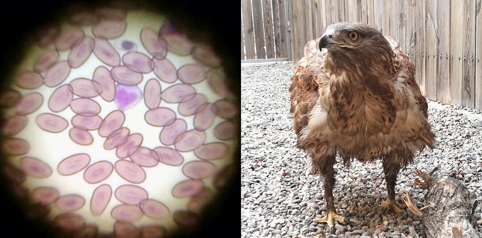 猛禽康复训练视频,猛禽康复师纪录片