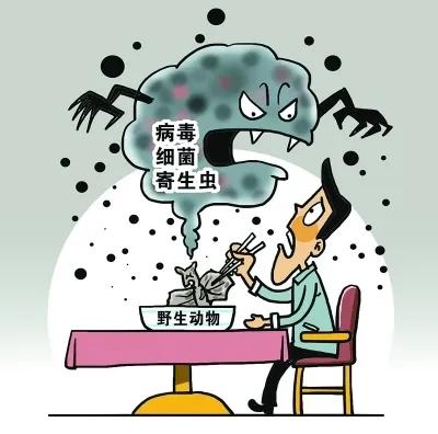 买日本袖珍石猴需要办证吗,日本石猴袖珍猴出售