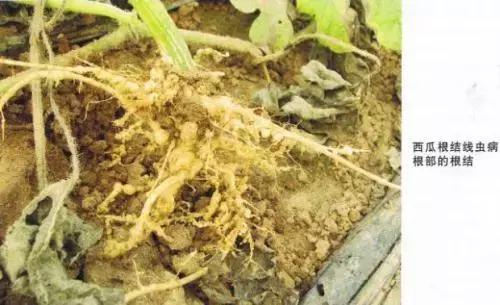 禁用粪肥有什么用,通知请不要随意丢垃圾