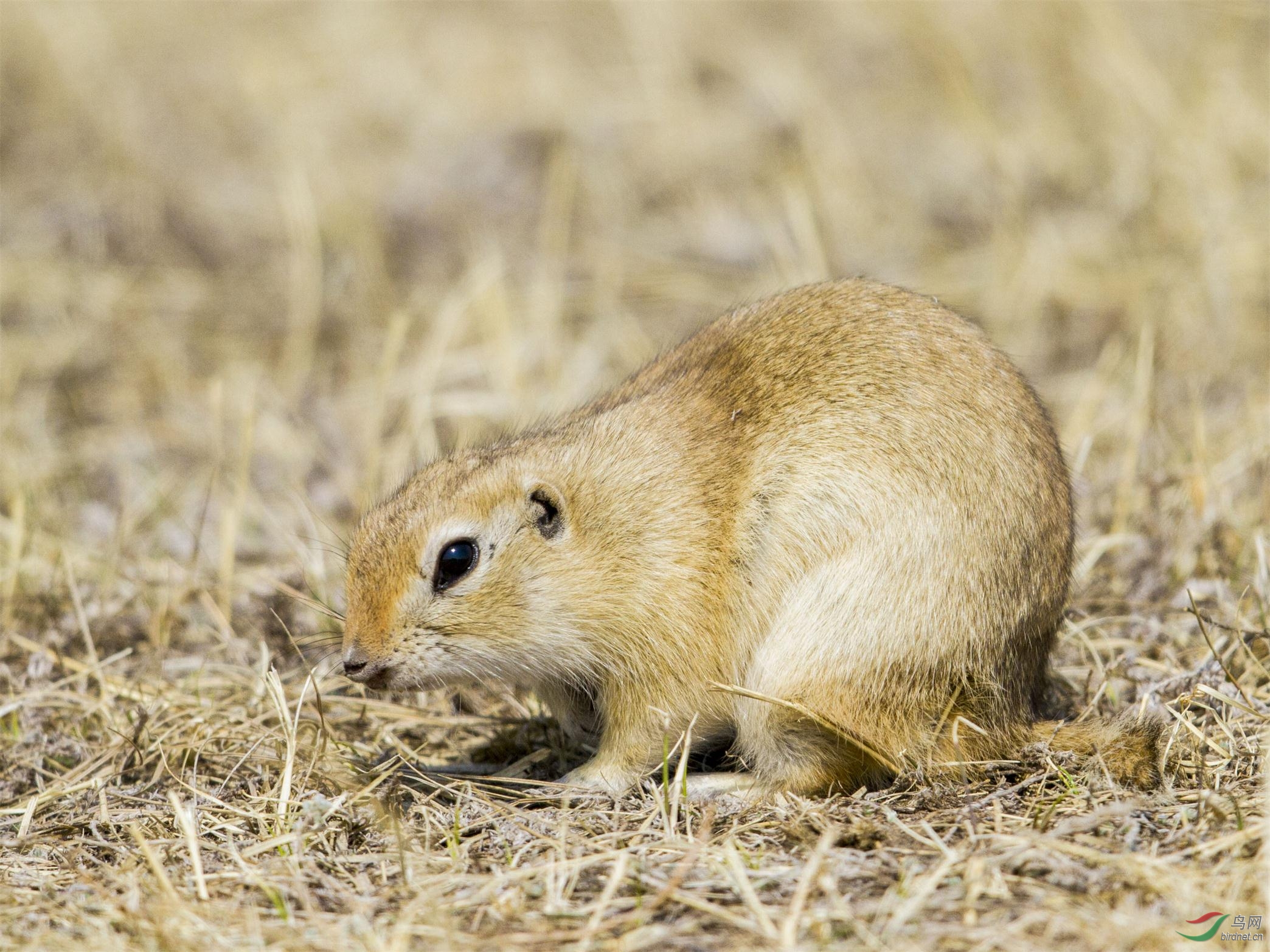 四大仙的民间故事,四大神话四大民间传说