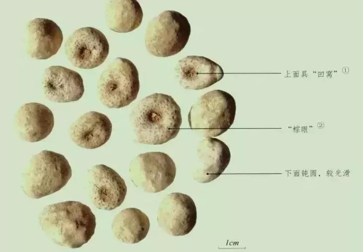 玉米地里的杂草是什么,玉米田间杂草有多少种