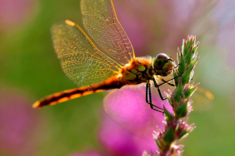 铚昏湏鎭嬭姳鍥剧墖澶у叏,铚昏湏鎭嬭姳鏂囨