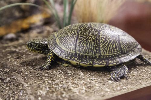 新龟到家不吃食泡什么药,刚到家的龟怎么能快速适应环境