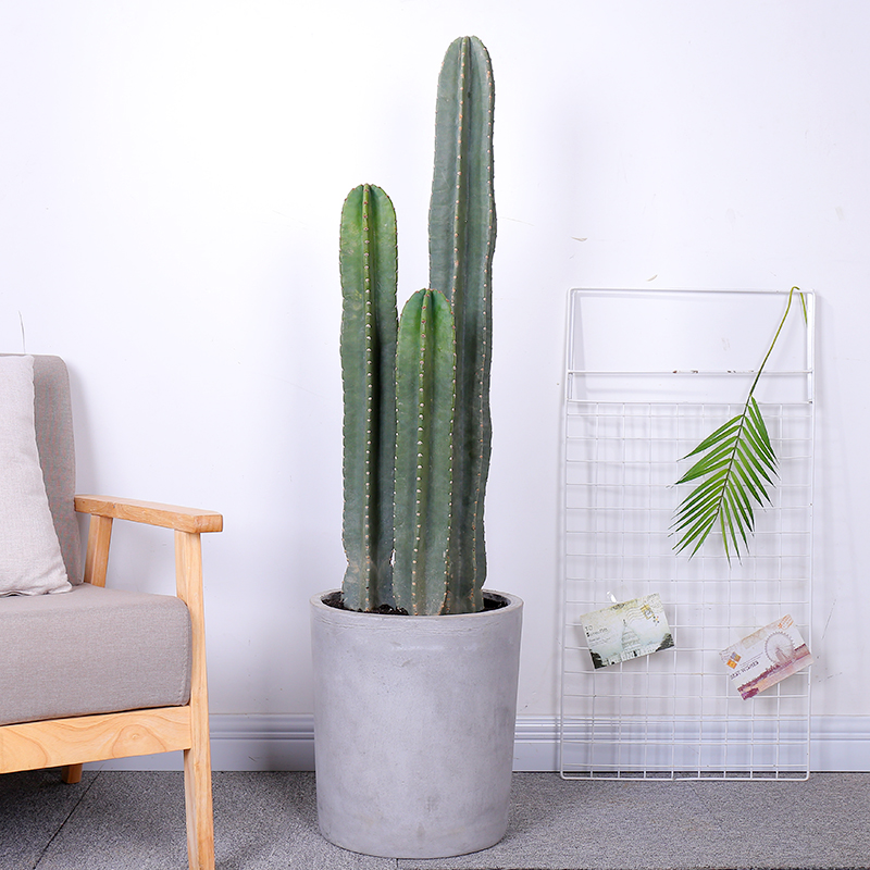 100种绿植大全,50种盆栽绿植花卉大全