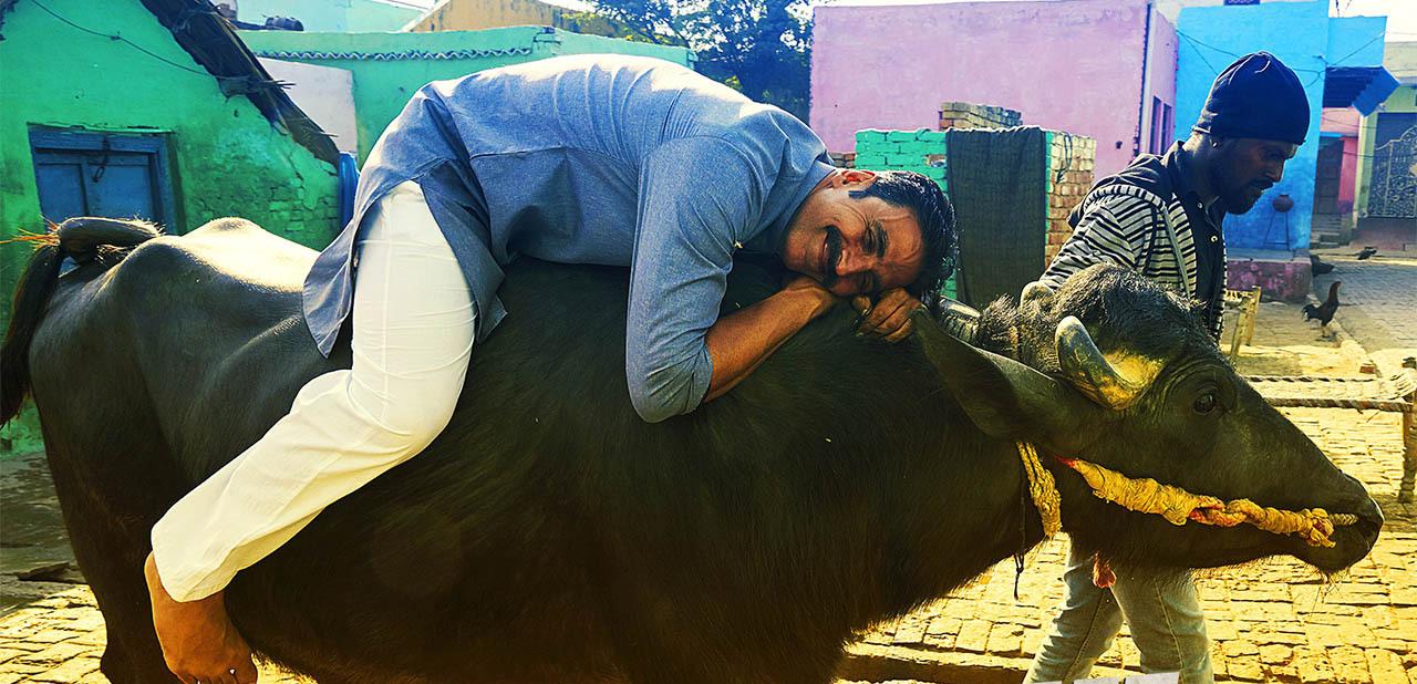 “印度牛人”帕萨纳：44岁富豪抛妻弃子，只为把心爱的母牛娶回家