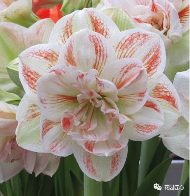 朱顶红为什么老是烂球,怎么才能让朱顶红不生小球