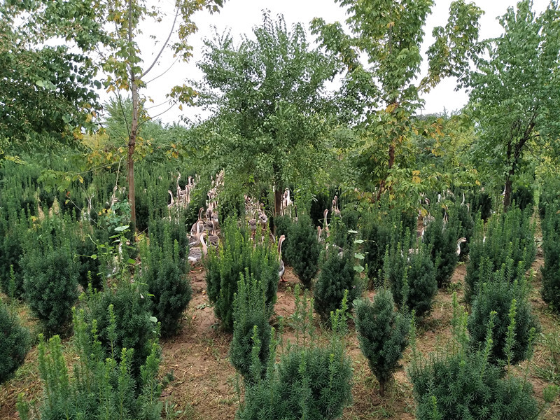 如果你在森林里遇见它你会怎么办,如果你在森林中遇见一头狼怎么办