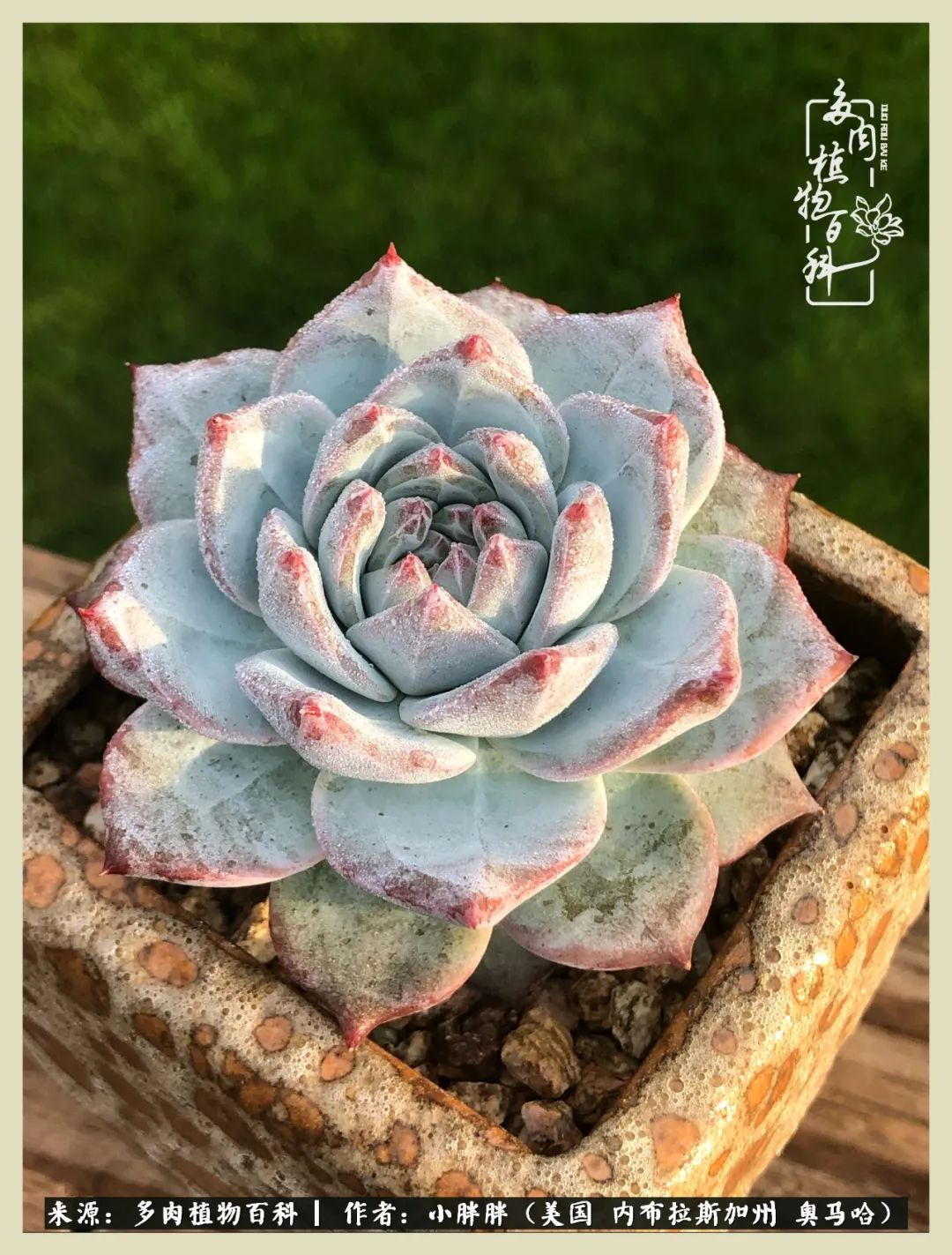 多肉小白入坑攻略,多肉小白2个月成功入坑