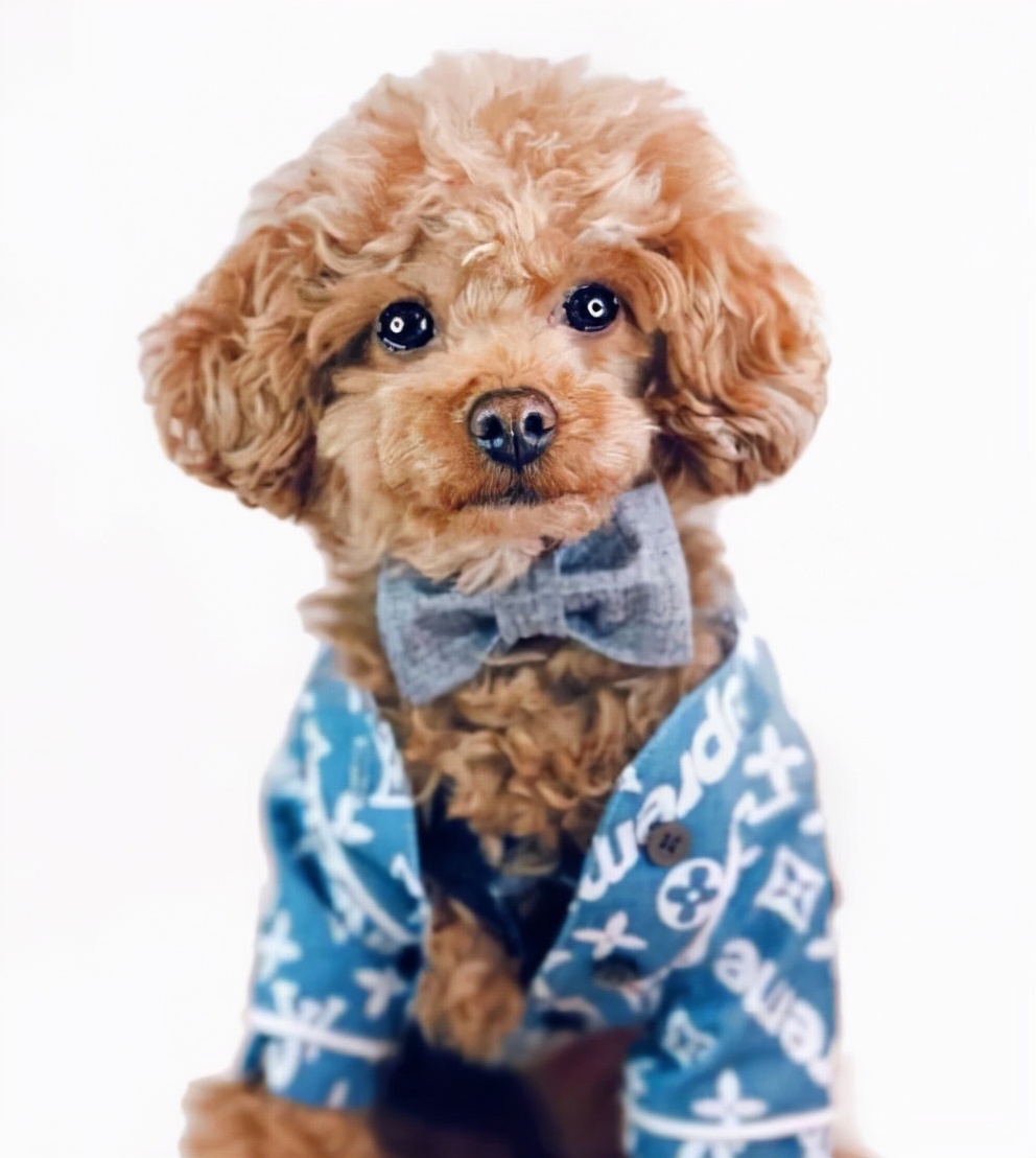 新手小白最适合养的蝴蝶兰,新手养宠物兔子推荐什么品种