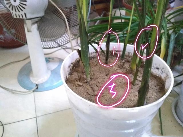 刚买的散尾葵叶子枯萎怎么办,散尾葵叶子冻了怎么办