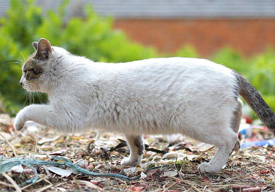 猫咪闹脾气绝非小事，轻视猫咪的情绪会有严重后果，伤猫又伤己