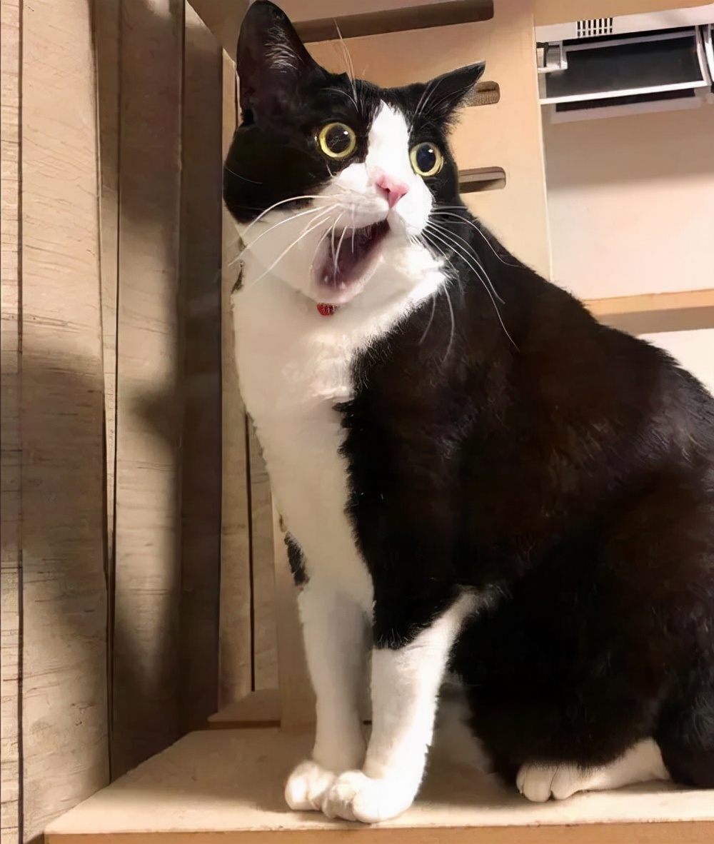 养猫咪哪种猫最好养并且粘人,新手养猫最好要选择这三种猫咪