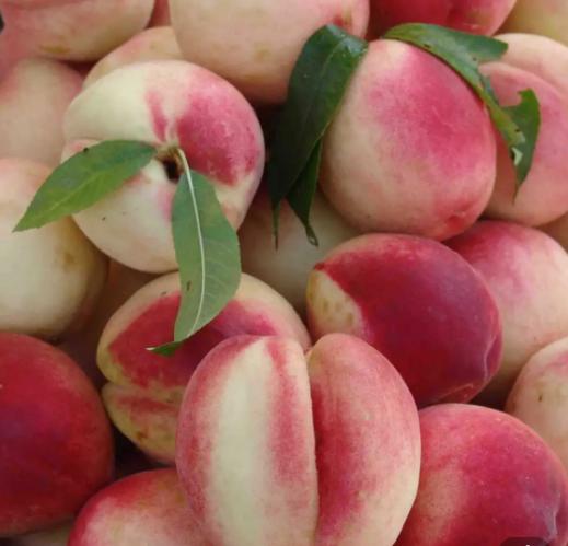 （坏果包赔）陕西水蜜桃毛桃，香甜可口，口感怡人，老少皆宜