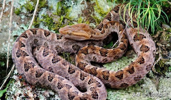 100种有毒的蛇,10种最毒的蛇是哪种蛇