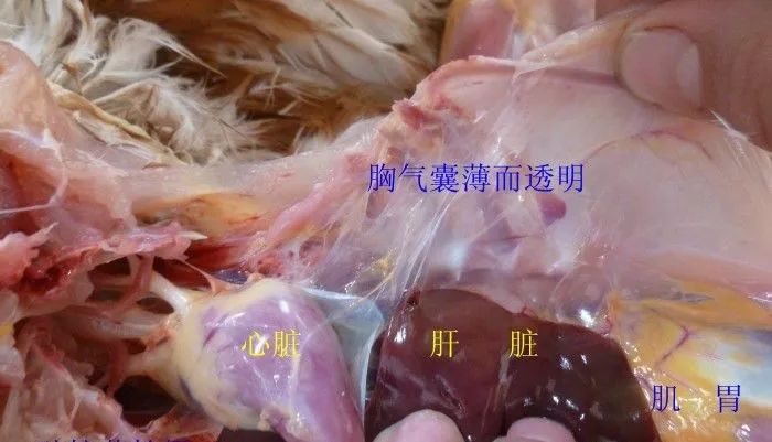 家禽常见疾病及检测方法书籍,家禽疾病如何检测