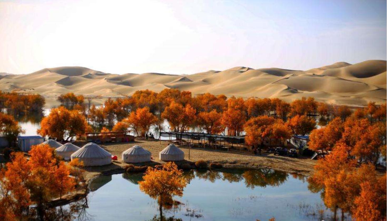 塔里木河沙漠绿洲,尉犁塔里木胡杨林自然保护区