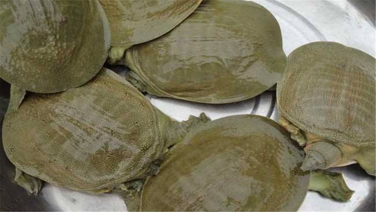 甲鱼稚鳖怎样养长得更快,鳖的饲养管理技术