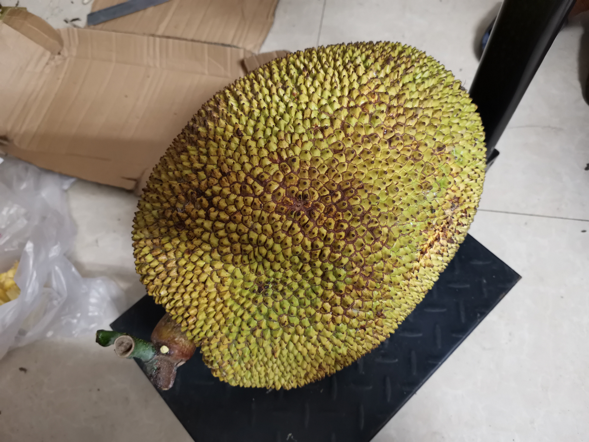 院子里种菠萝蜜树好吗,目前最好的菠萝蜜品种是哪个