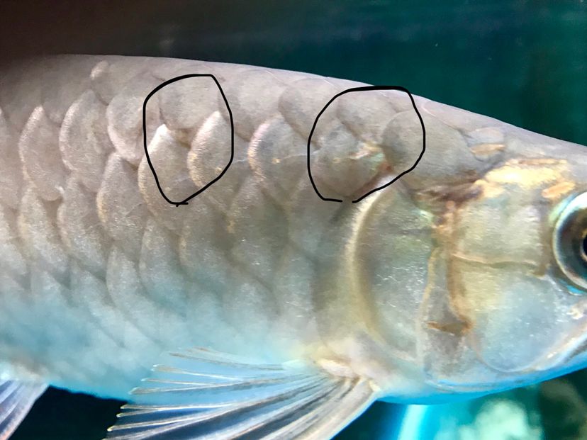 鱼儿生病需要隔离治疗吗,鱼儿用什么预防生病