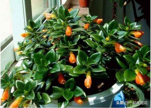 金鱼吊兰什么时候开花不能移植,金鱼吊兰很多花苞怎么就不开花