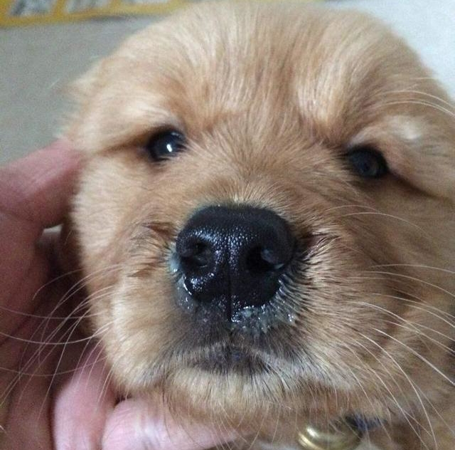 狗狗感冒了怎么办又不吃东西,狗狗感冒怎么办不用药