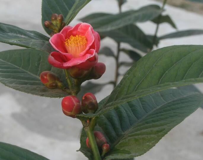 海棠花烂茎了怎么治,海棠花烂叶黄叶怎么办