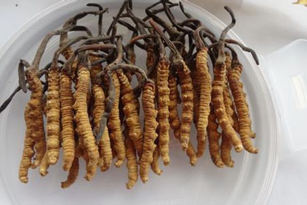 冬虫夏草高价回收,冬虫夏草回收价格明细表