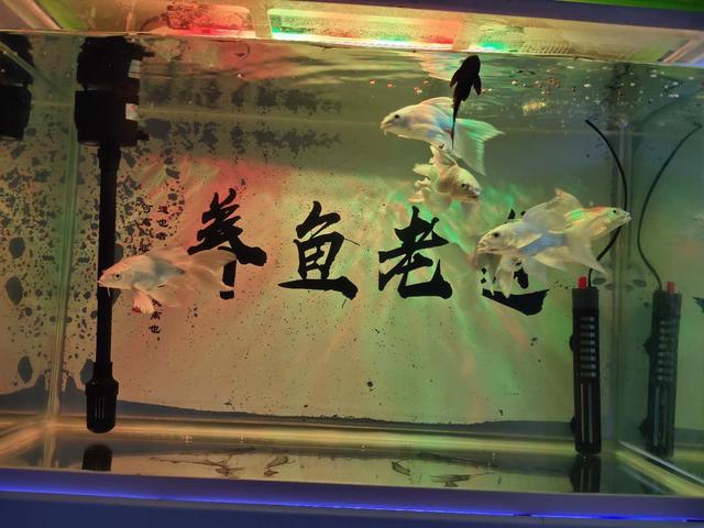 家庭饲养观赏鱼的几个注意事项,第一次养观赏鱼注意事项