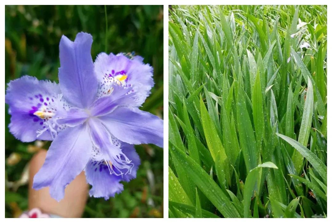 鑻椾粨浼氬憳,鑻椾粨浼氬憳鏈嶅姟