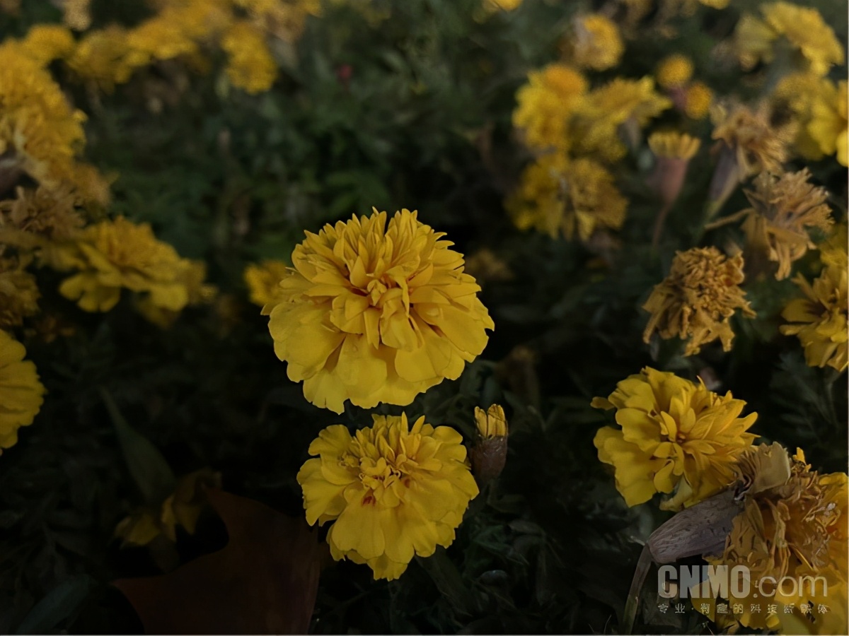 iphone12mini与12promax测评,iphone12和12promax官网对比